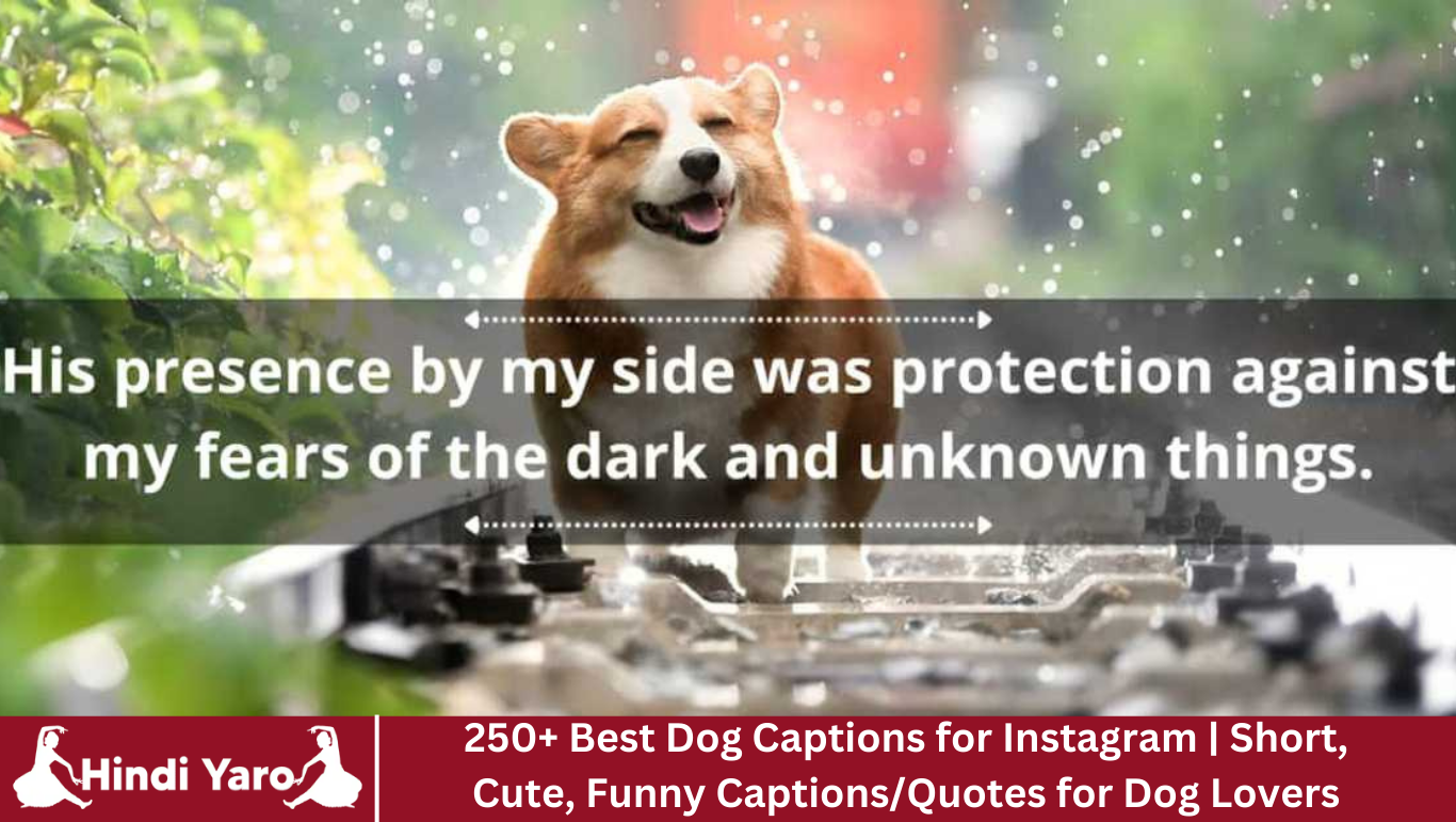 250+ Best Dog Captions for Instagram | Short, Cute, Funny Captions/Quotes for Dog Lovers